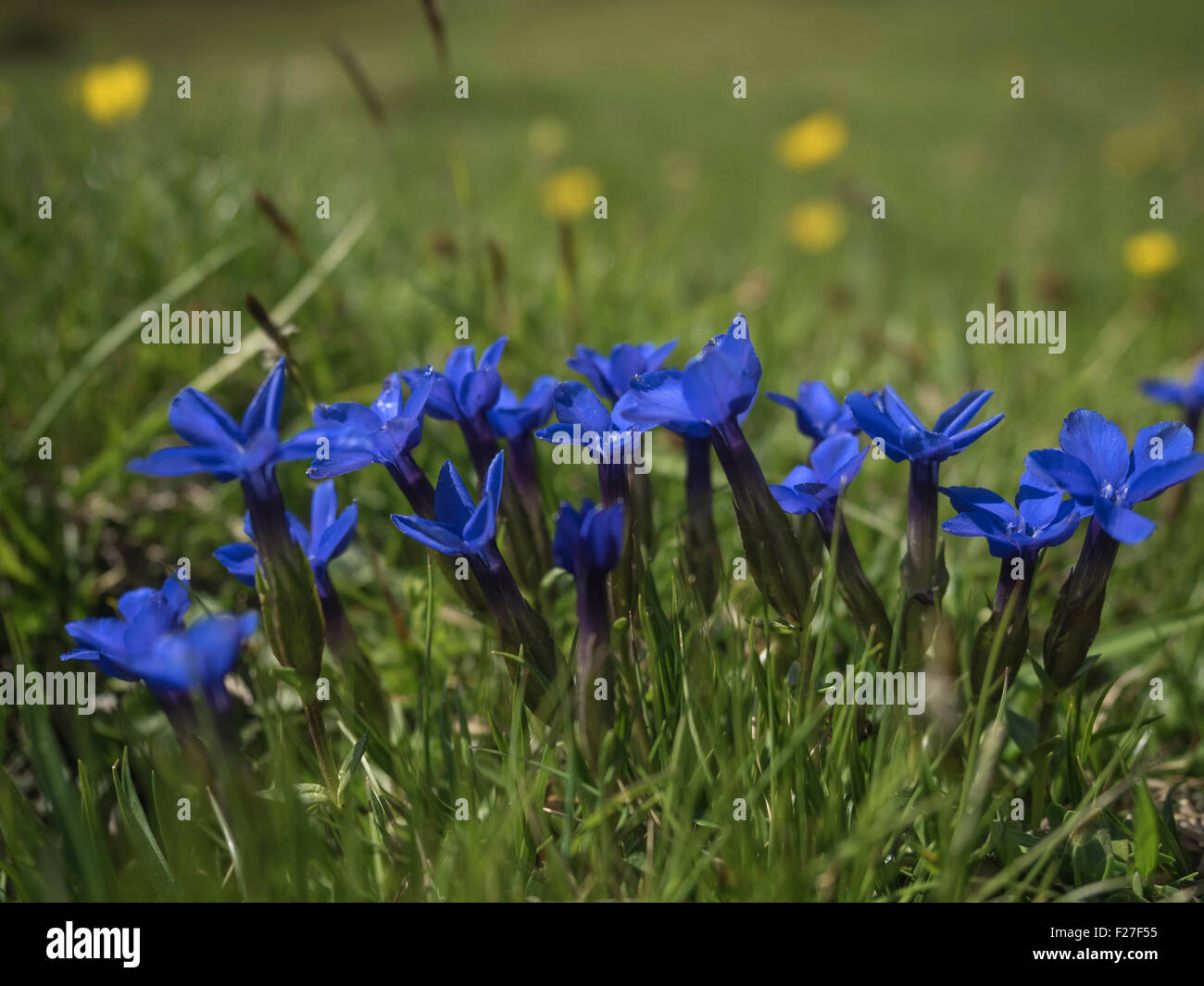 blue gentian flowers in mountain Stock Photo