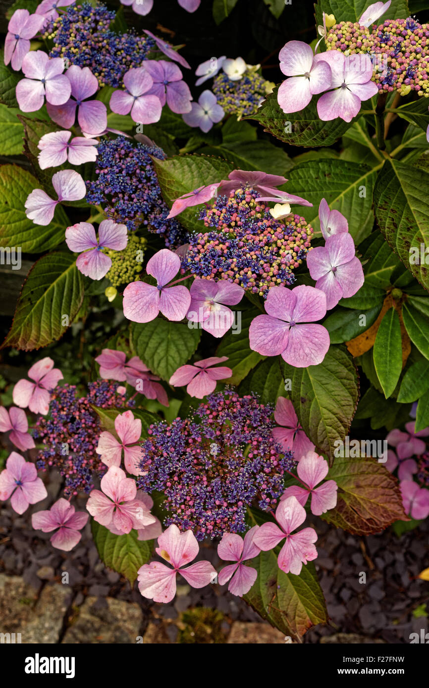 Lacecap Hydrangea ( hydrangea macrophylla normalis Stock Photo Alamy