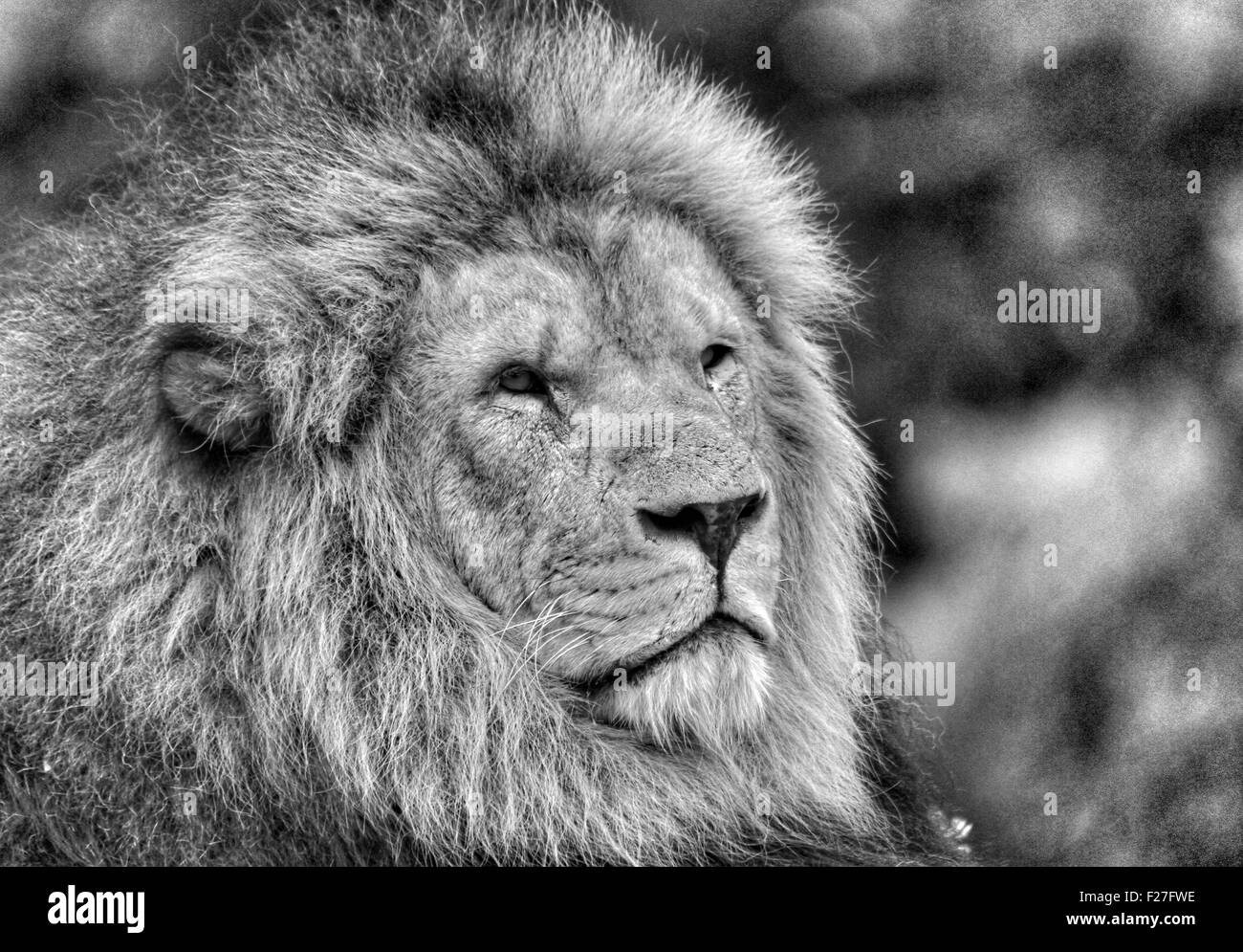 black and white image of a male lion Stock Photo
