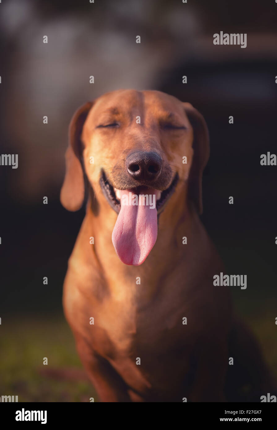 Dog smiling with eyes closed under the sunset. Depth of field with focus on the nose. Stock Photo