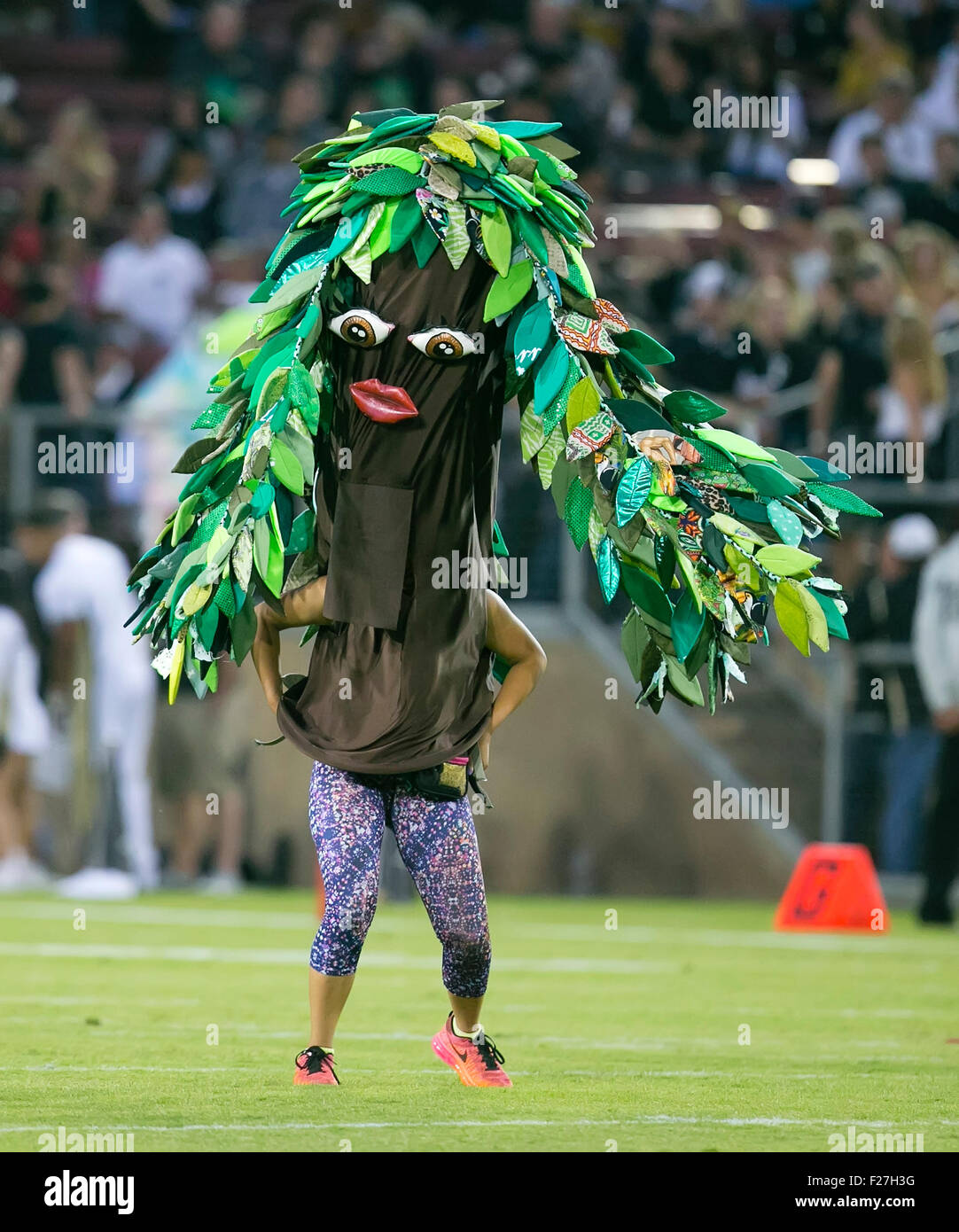 stanford tree football