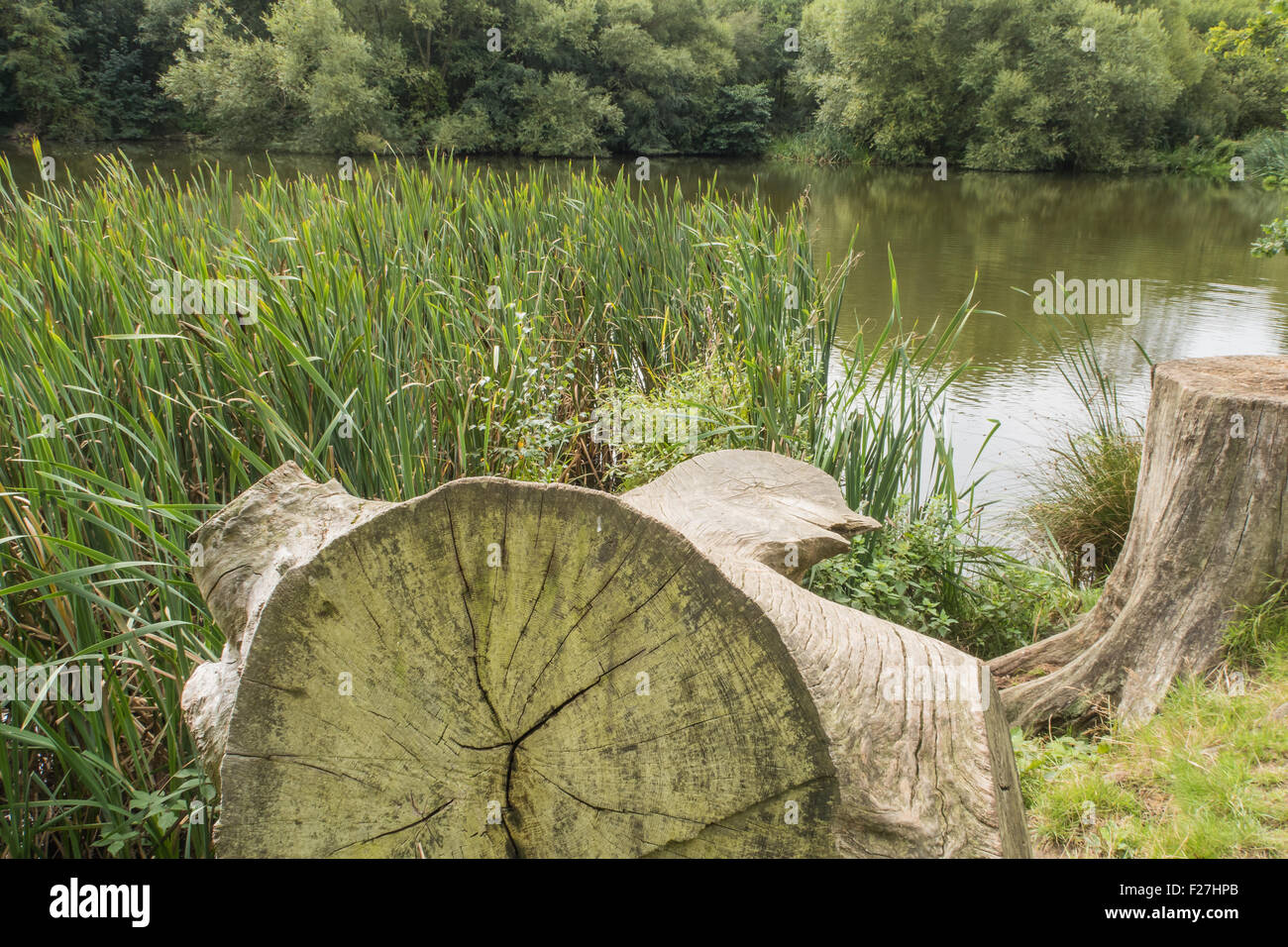 Tree trunks by a lake in the Kent countryside Stock Photo - Alamy