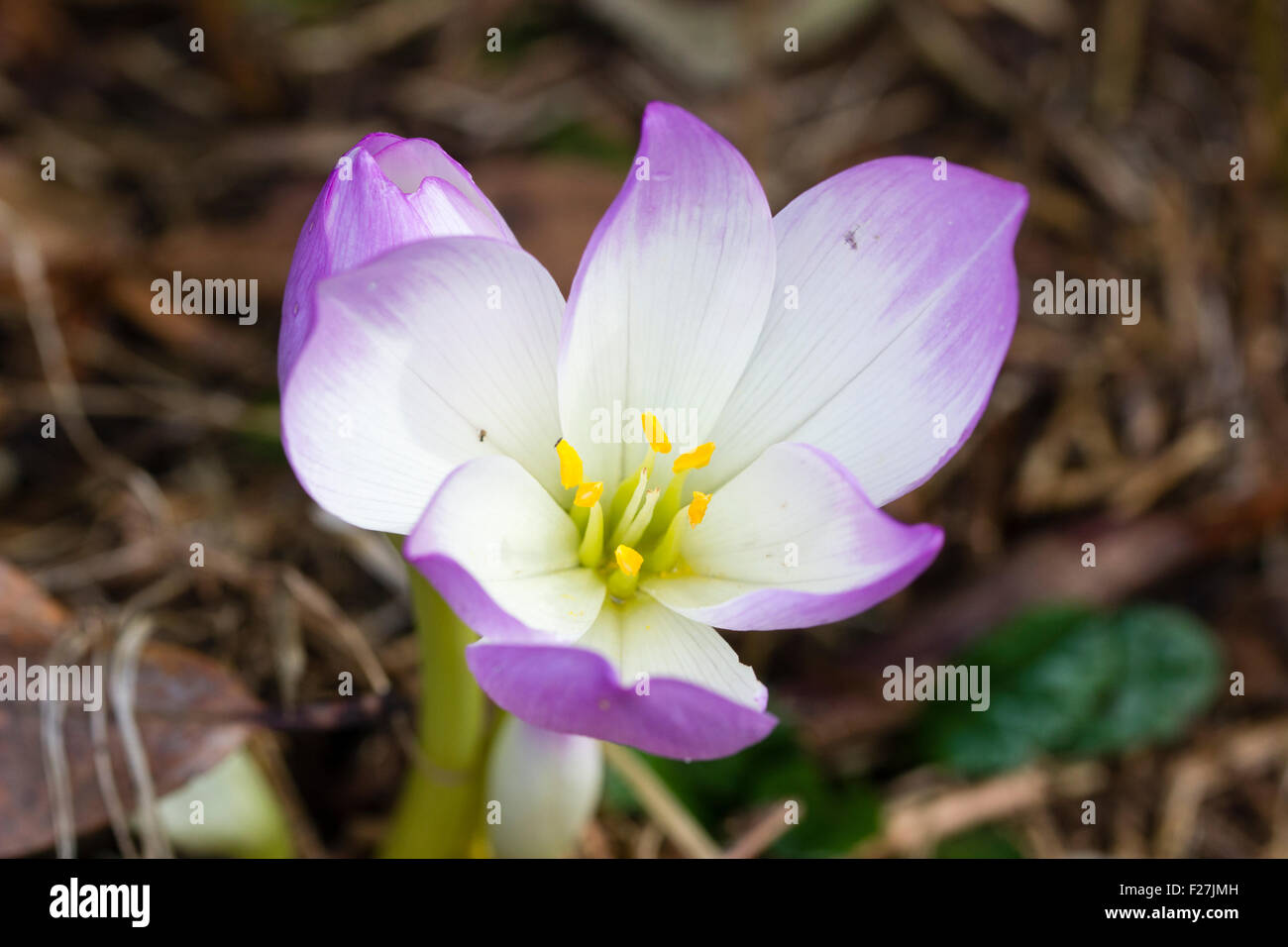 An early blooming form of meadow saffron, Colchicum 'Antares' usually flowers in mid September Stock Photo