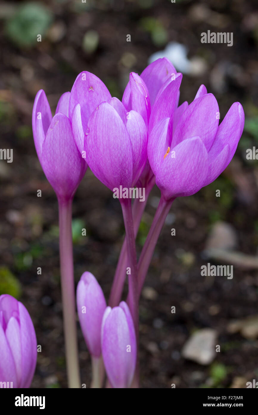 Rich pink flowers of the autumn flowering meadow saffron, Colchicum 'Jenny Robinson' Stock Photo