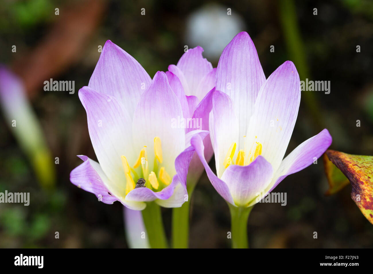 Early autumn flowers of the meadow saffron, Colchicum speciosum 'Kiss me Quick' Stock Photo