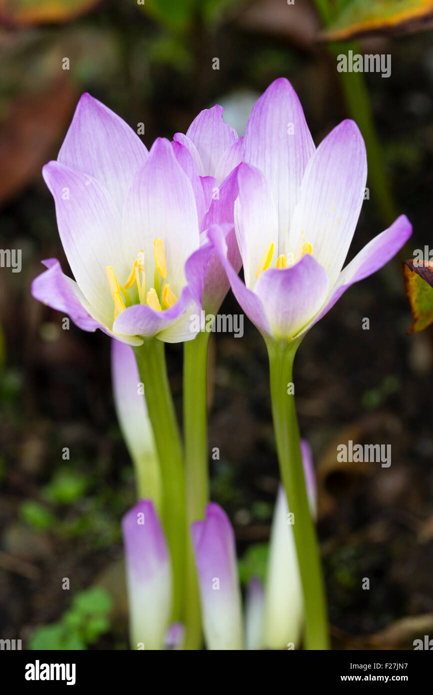 Early autumn flowers of the meadow saffron, Colchicum speciosum 'Kiss me Quick' Stock Photo