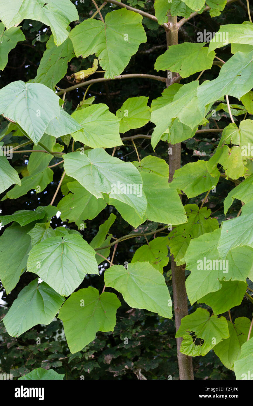 Large leaves of the Sapphire dragon tree, Paulownia kawakami Stock Photo
