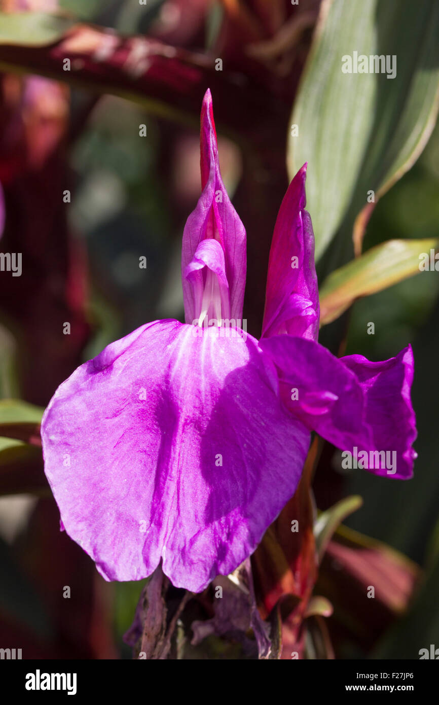 Flowers of the hardy ginger, Roscoea purpurea, Royal Purple Group. Stock Photo
