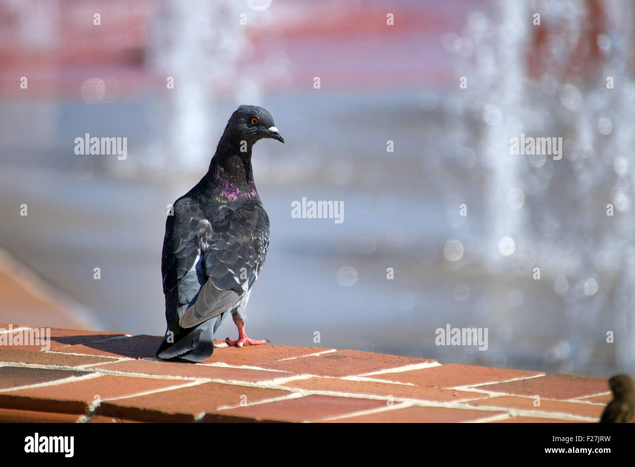 A pigeon perched on a brick wall at a water fountain in Pensacola Stock Photo