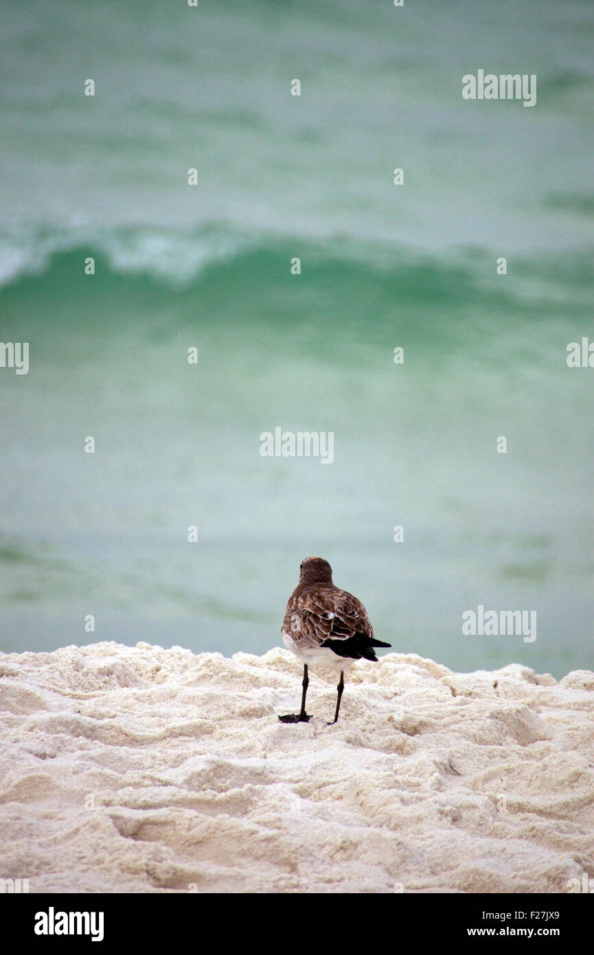 A bird perched on a small mound of sand on a beach in Florida Stock Photo