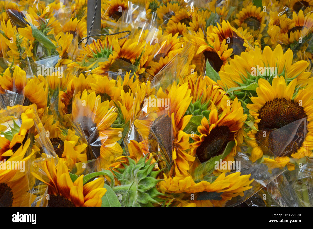 close up of sunflowers for sale Stock Photo Alamy