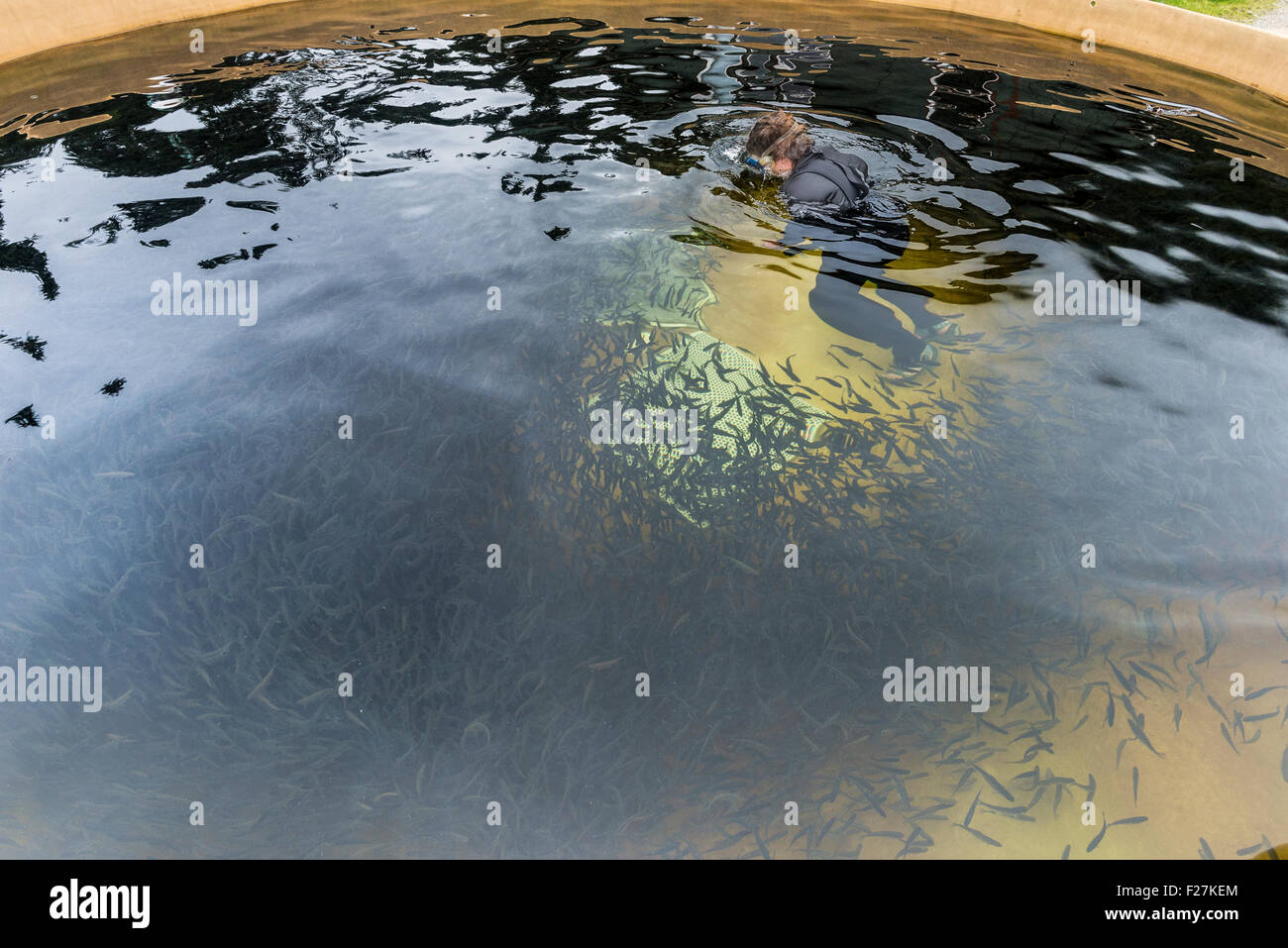 Hatchery employee working in a tank of juvenile salmon at the Hidden