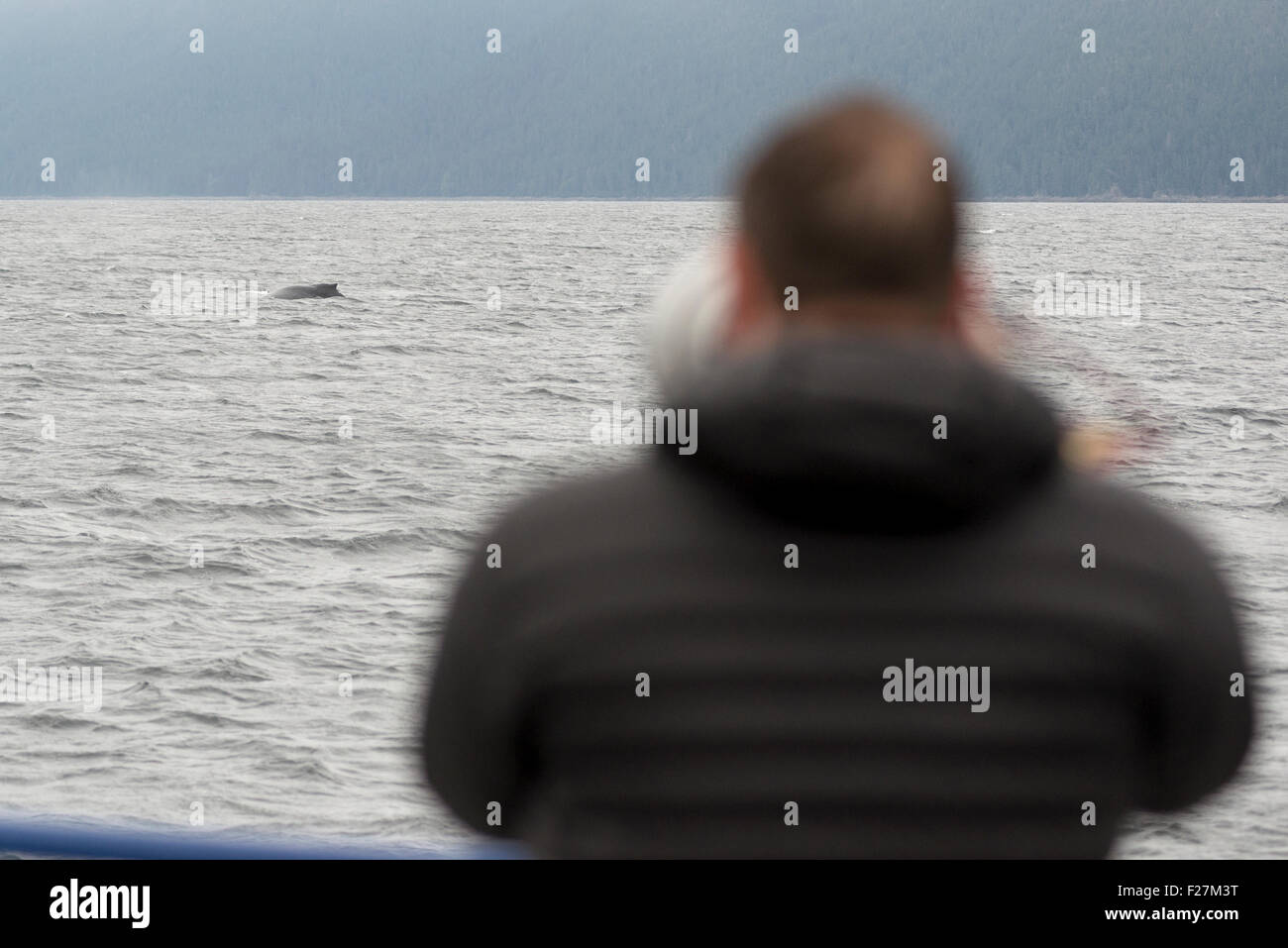 hotographing a Humpback whale from a boat in Southeast Alaska. Stock Photo