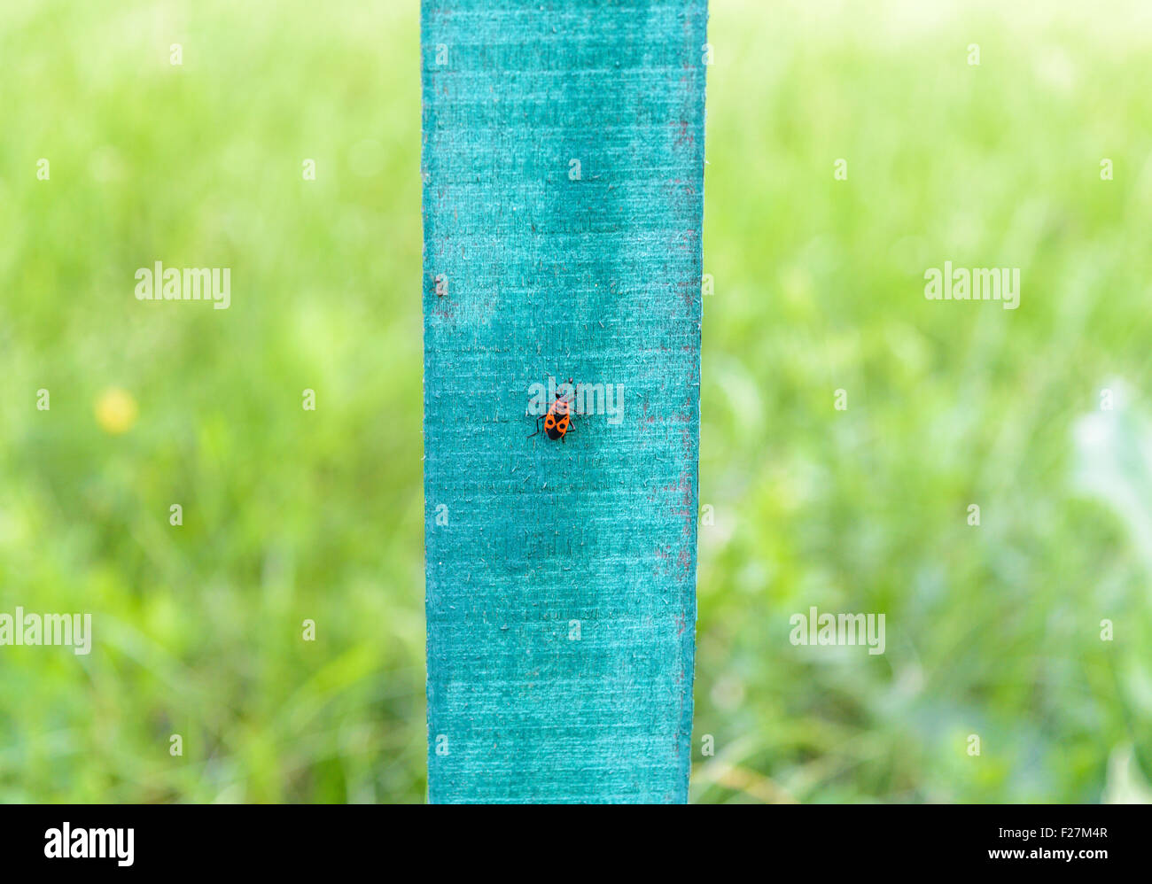 Vertical Insects Pyrrhocoris apterus (beetle, insect) sitting on a wooden vertical board ...