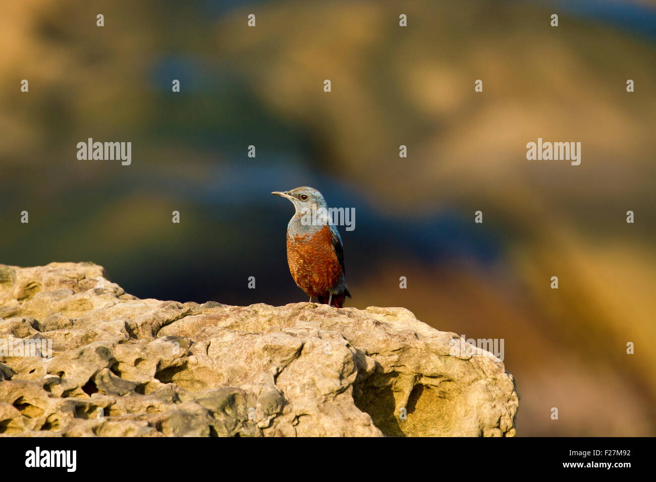 male Blue Rock-Thrush in natural habitat,Monticola solitarius Stock ...