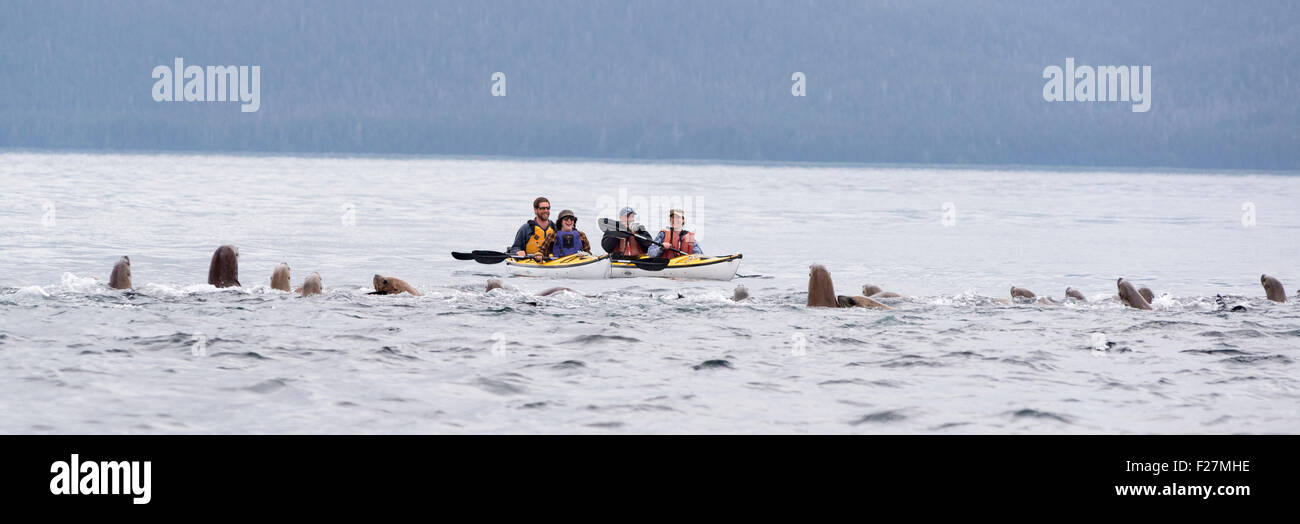 Steller sea lions and kayakers, Frederick Sound, Alaska. Stock Photo