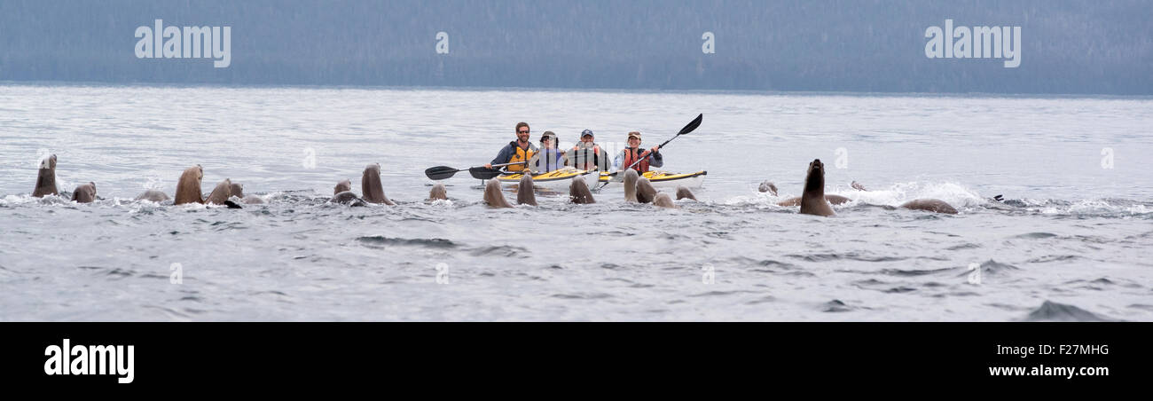 Steller sea lions and kayakers, Frederick Sound, Alaska. Stock Photo
