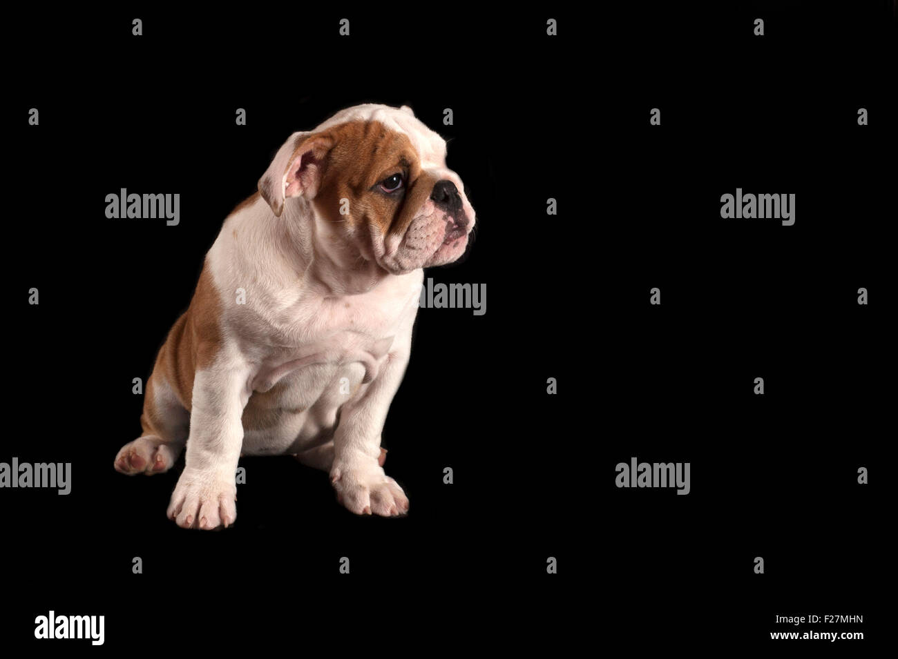 English bulldog puppy isolated on black background Stock Photo - Alamy