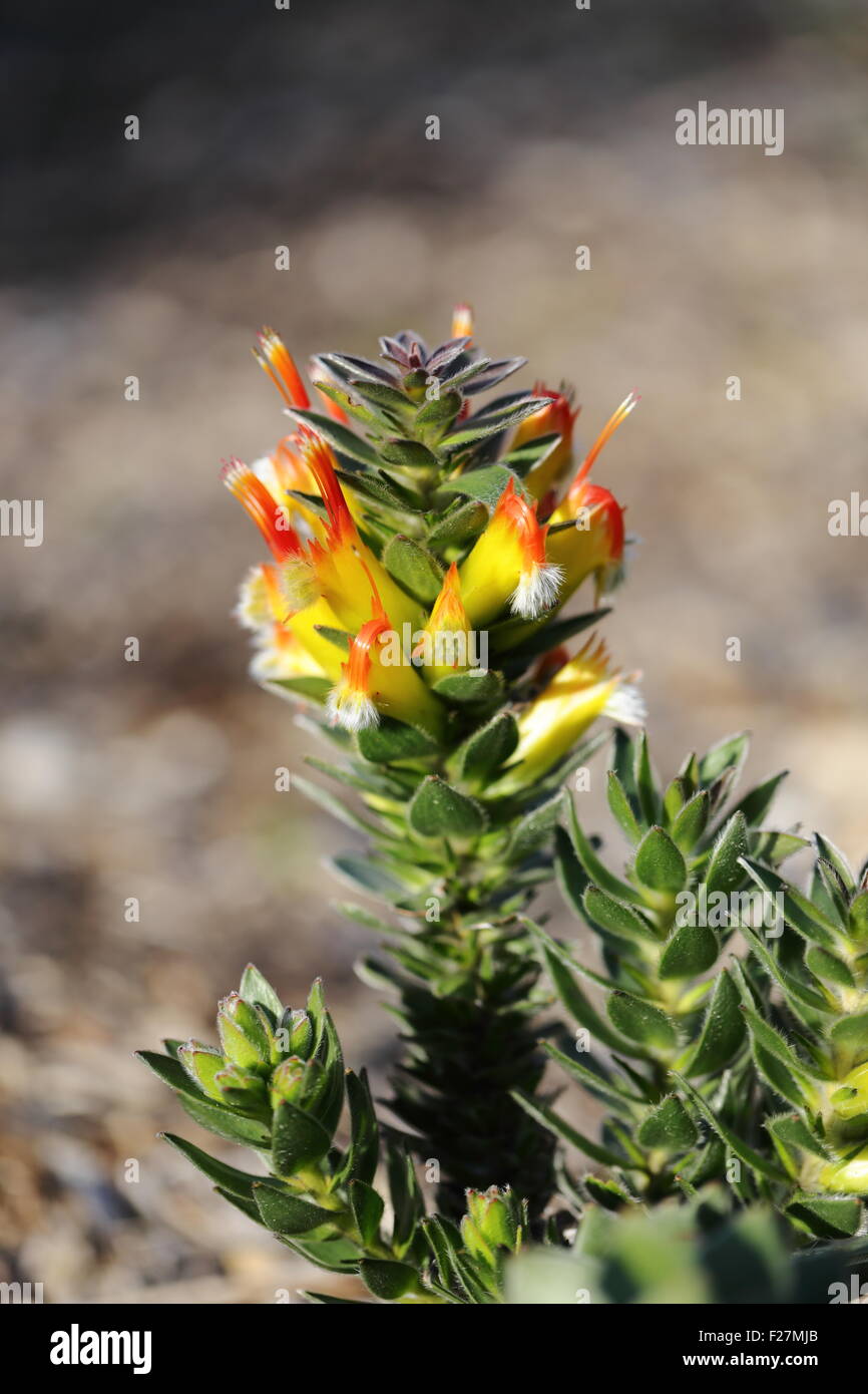 Fynbos flowers in Spring 2015 (Southern Hemisphere) Stock Photo