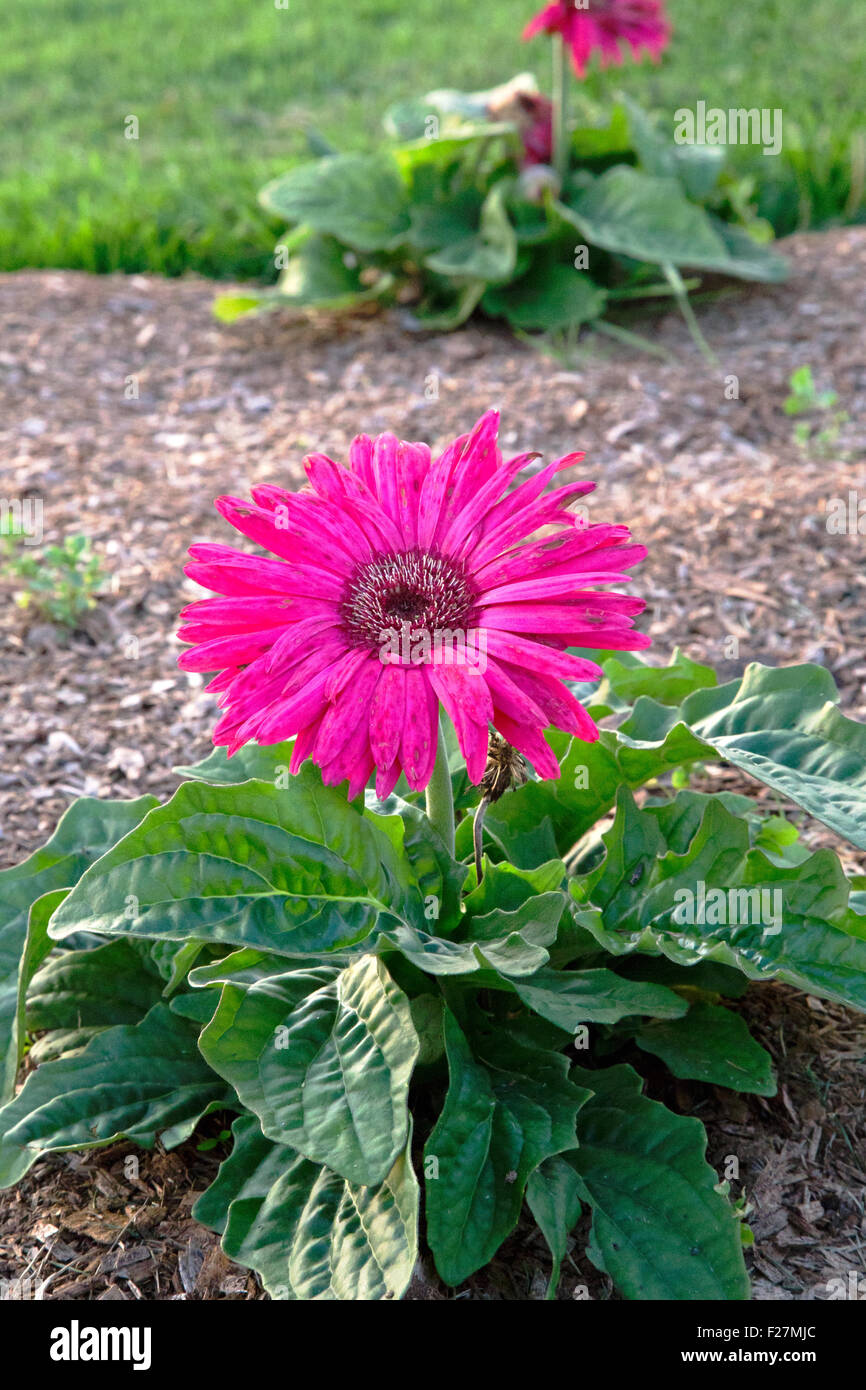 Pink gerber flower with grass and mulch Stock Photo Alamy