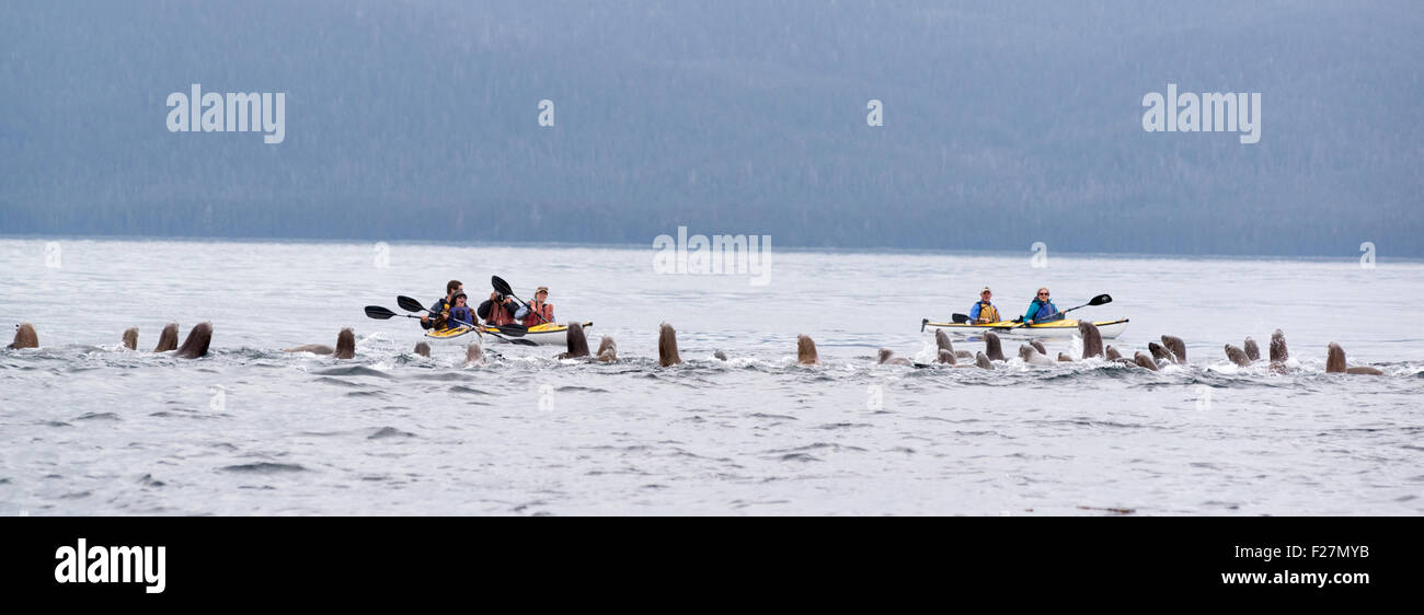 Steller sea lions and kayakers, Frederick Sound, Alaska. Stock Photo