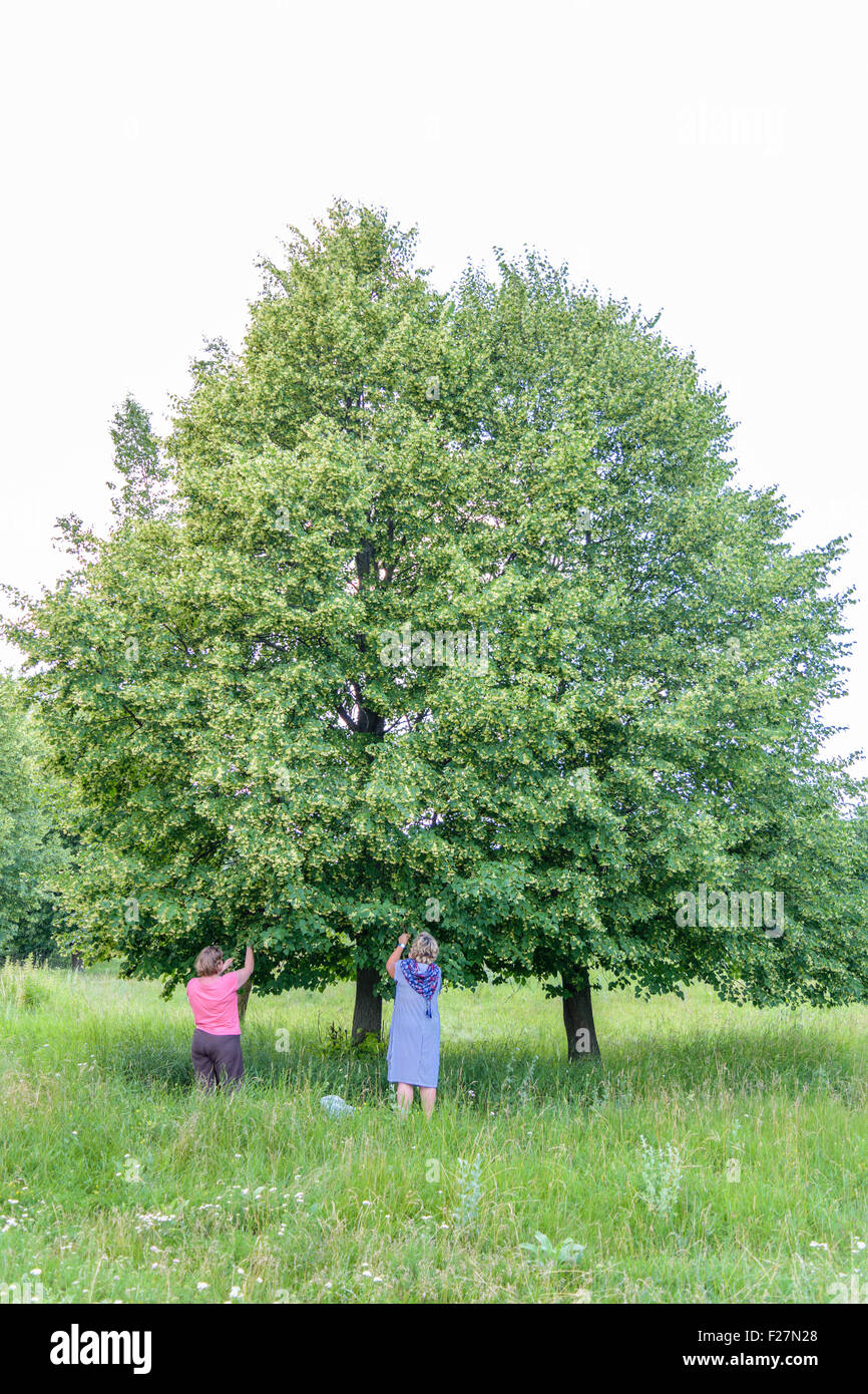 Two middle-aged women collect (pluck) linden flowers from green tree on a summer day Stock Photo