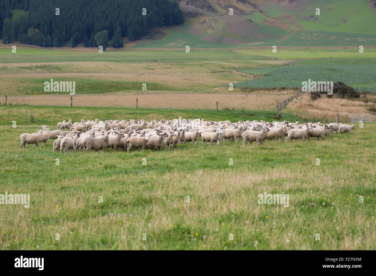 A free range flock of sheep on a farm in New Zealand Stock Photo