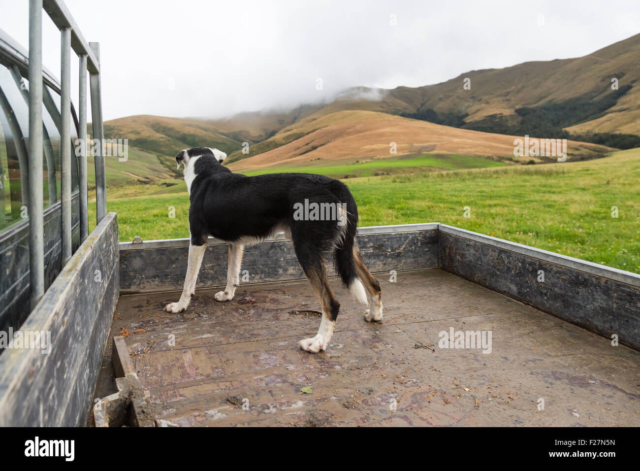 A crossbreed shepherd sheepdog at the back of a pickup truck in the rain on alert Stock Photo