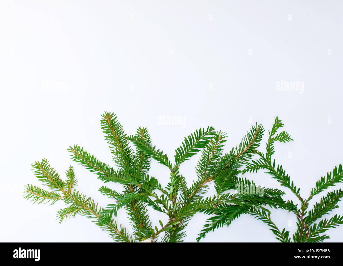 Fir branch isolated on white background Stock Photo - Alamy
