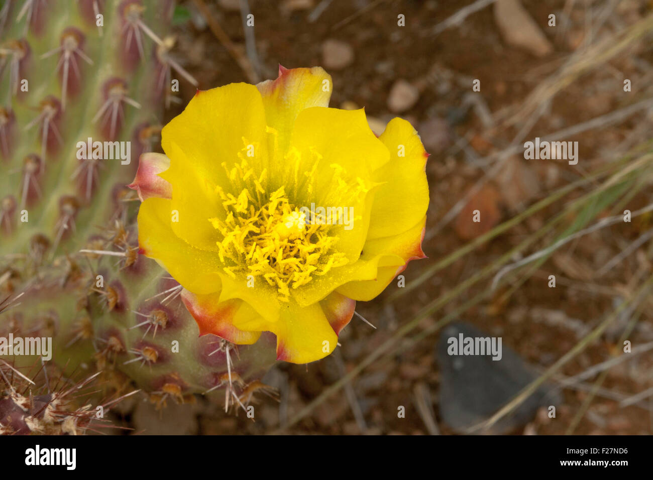 California Cholla Cylindropuntia californica var. rosarica Boyce