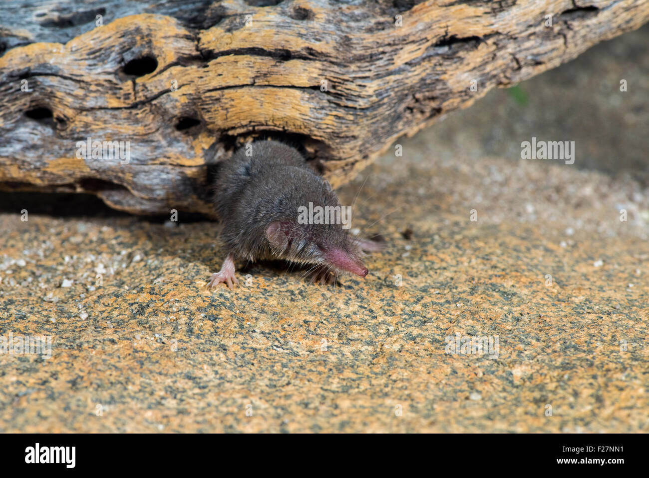 Shrew hires stock photography and images Alamy