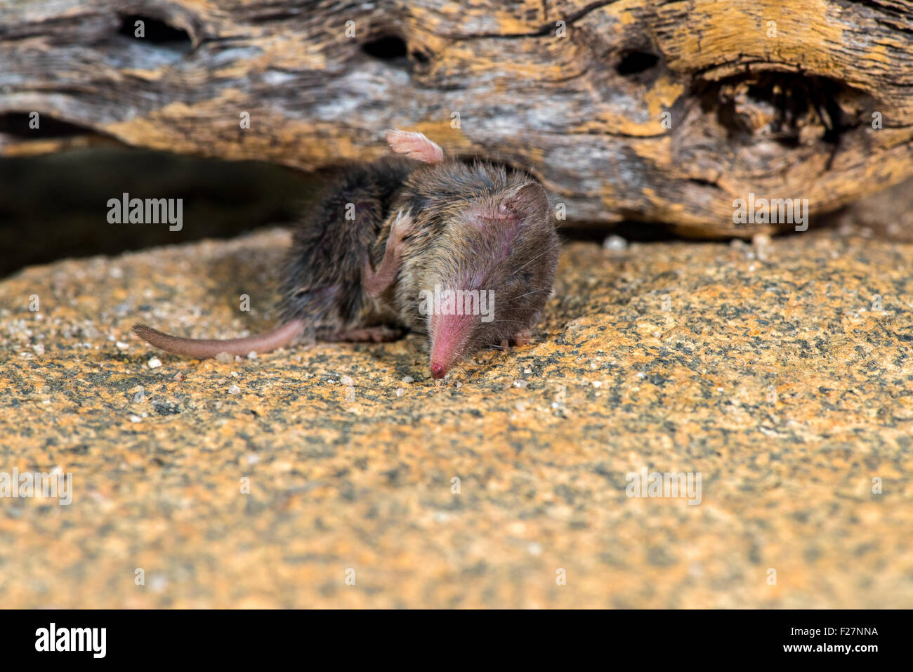 Desert shrew hires stock photography and images Alamy
