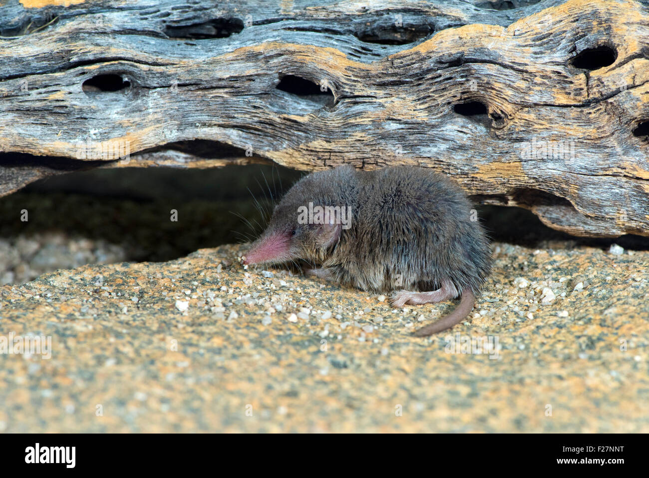 Notiosorex crawfordi hires stock photography and images Alamy