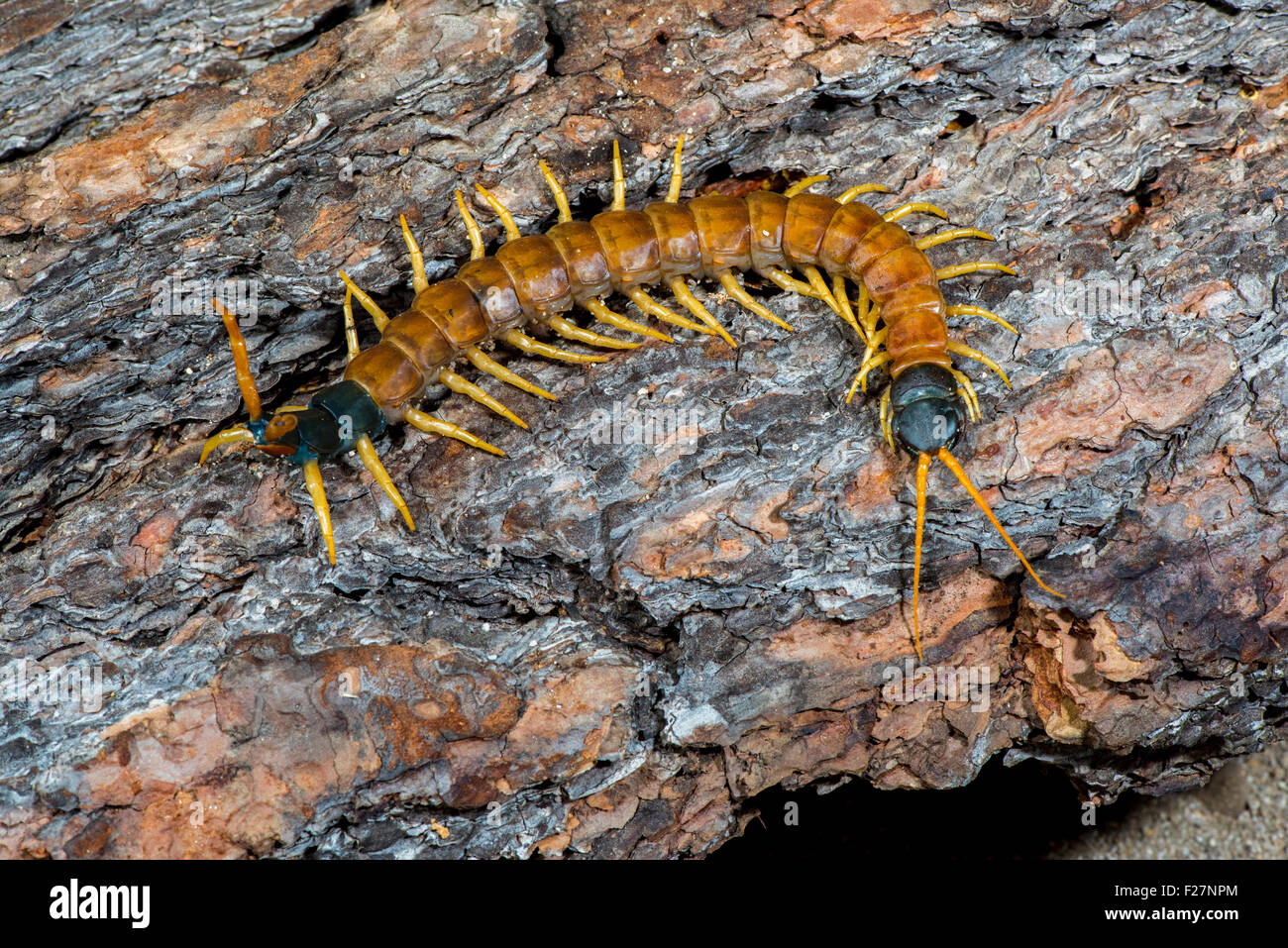 Giant Desert Centipede  Scolopendra heros Ruby Road, Santa Cruz County, Arizona, United States 8 September 2015        Adult Stock Photo