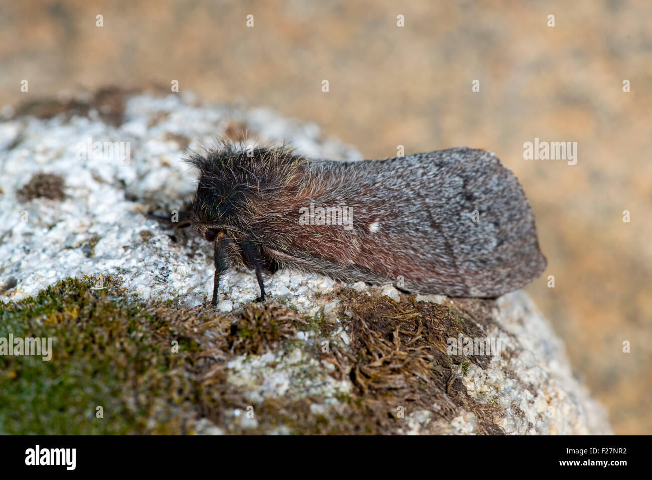 Hubbard's Small Silkmoth Sphingicampa hubbardi Sycamore Canyon, Ruby