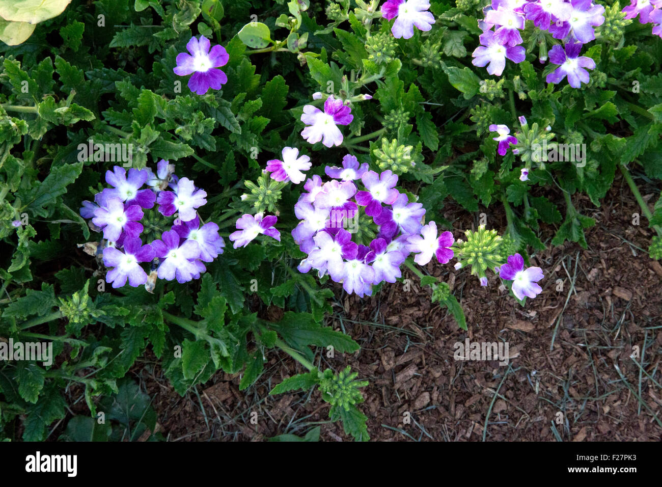 Multiple Purple Verbena Flowers in Garden , Lanai Twister