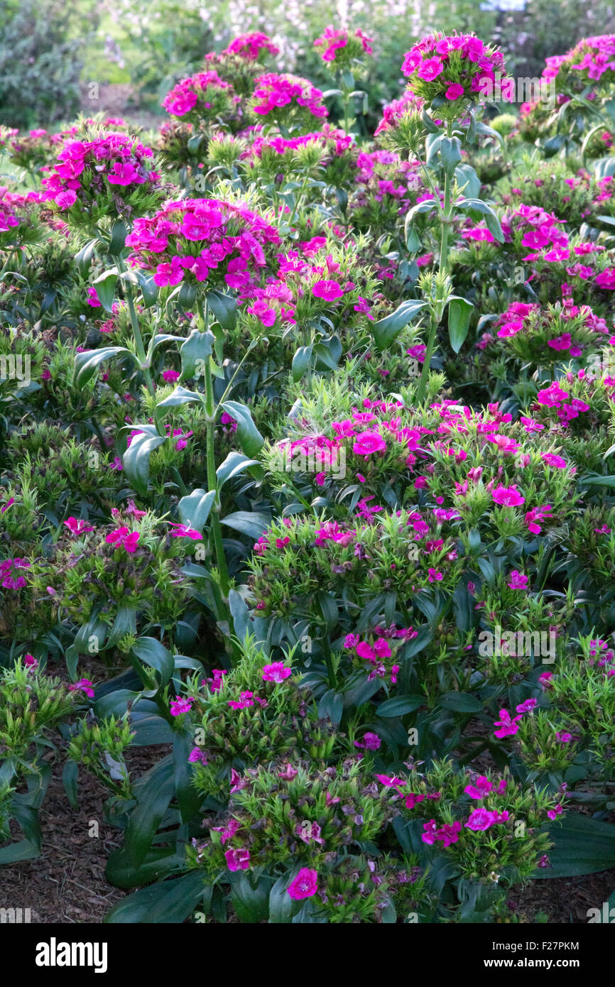 Lots of pink flowers of Dianthus - Jolt Pink Stock Photo