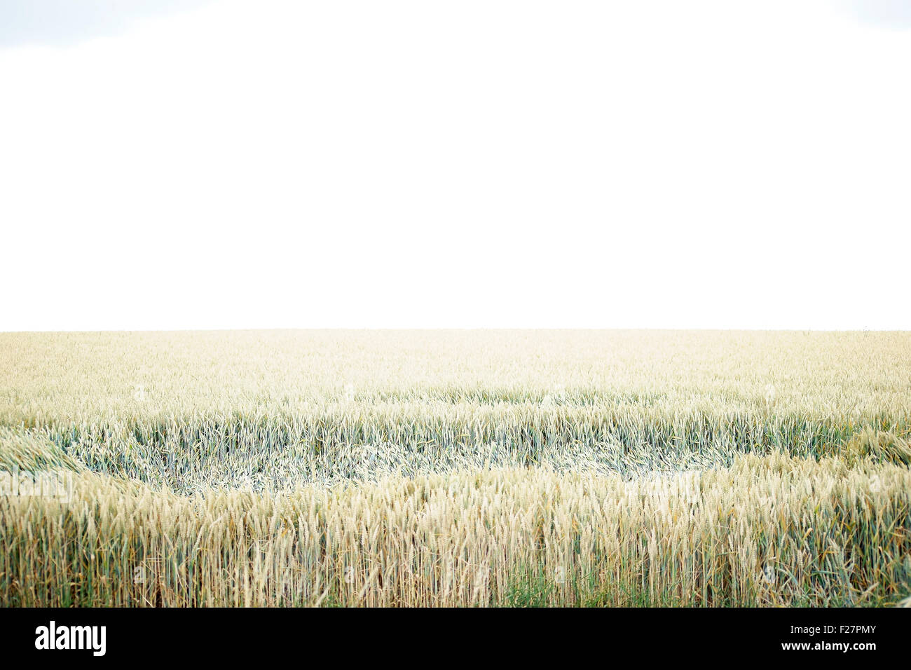 Rain impact in wheat field Stock Photo - Alamy
