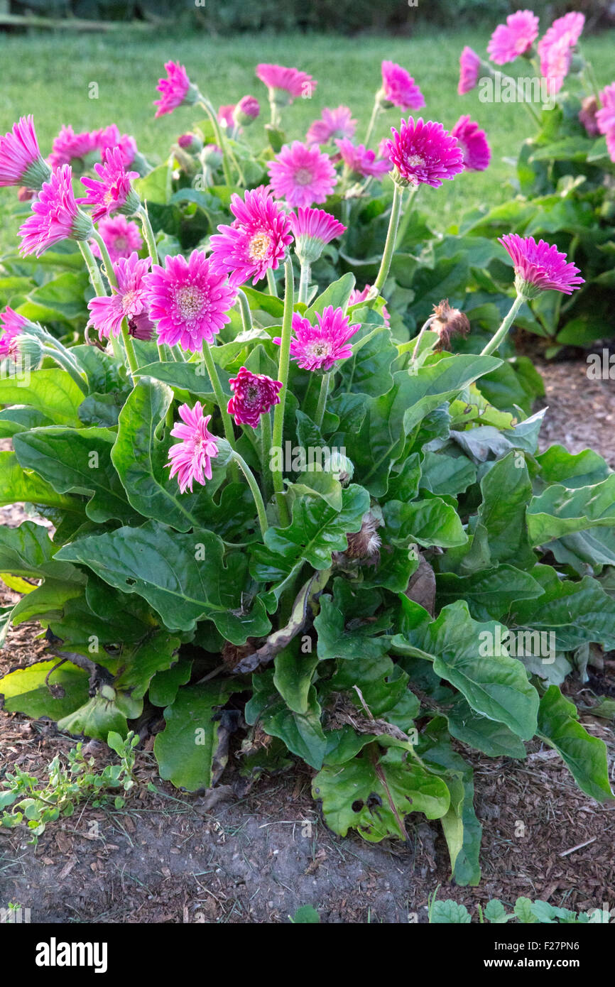 Pink gerber flowers with grass and mulch Stock Photo Alamy