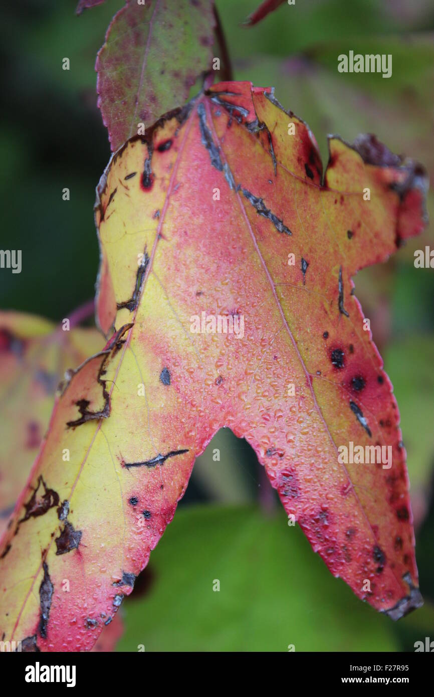 Sweet gum tree Stock Photo