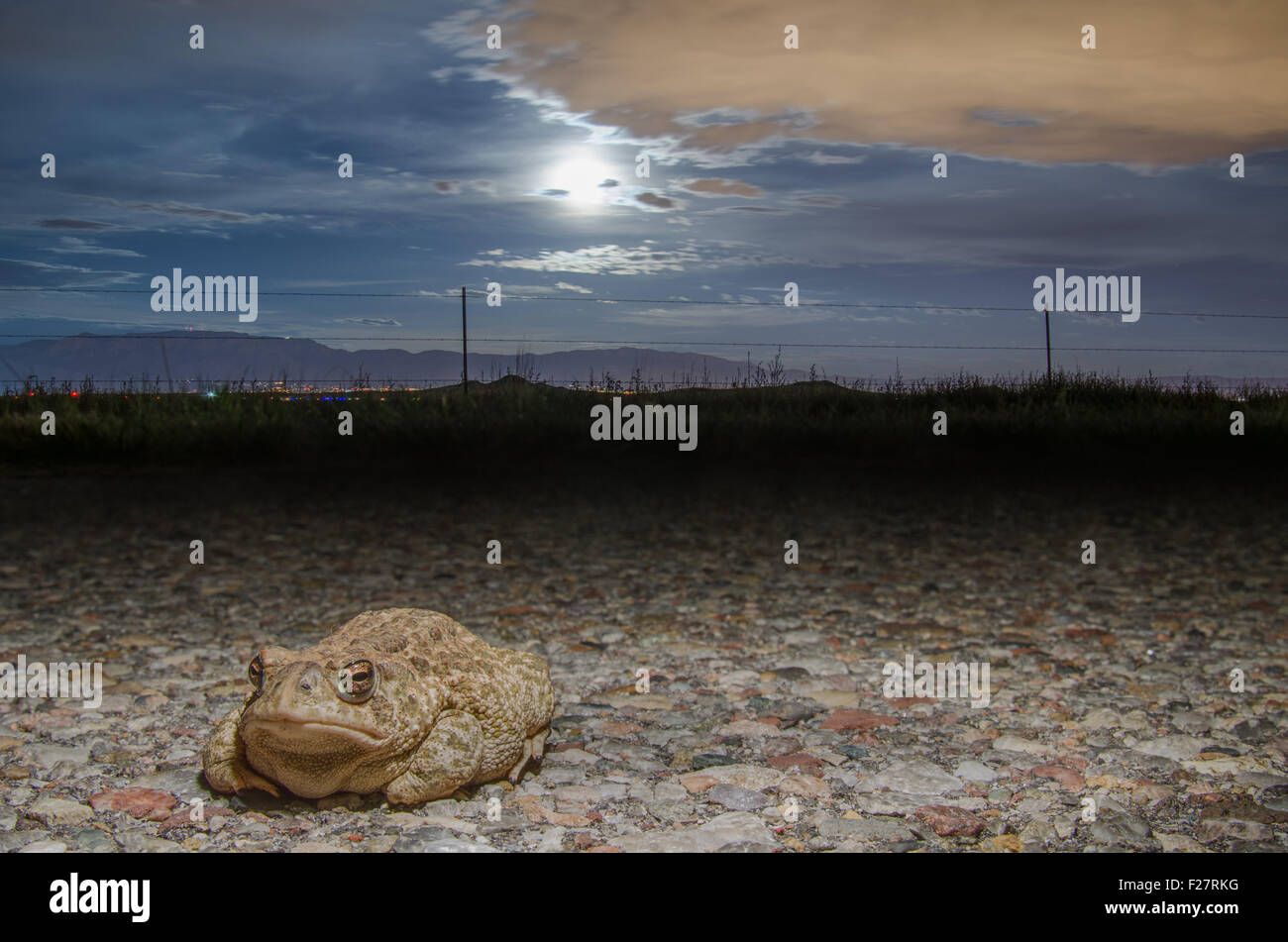 Great Plains Toad, (Anaxyrus cognatus), Bernallilo co., New Mexico, USA. Stock Photo