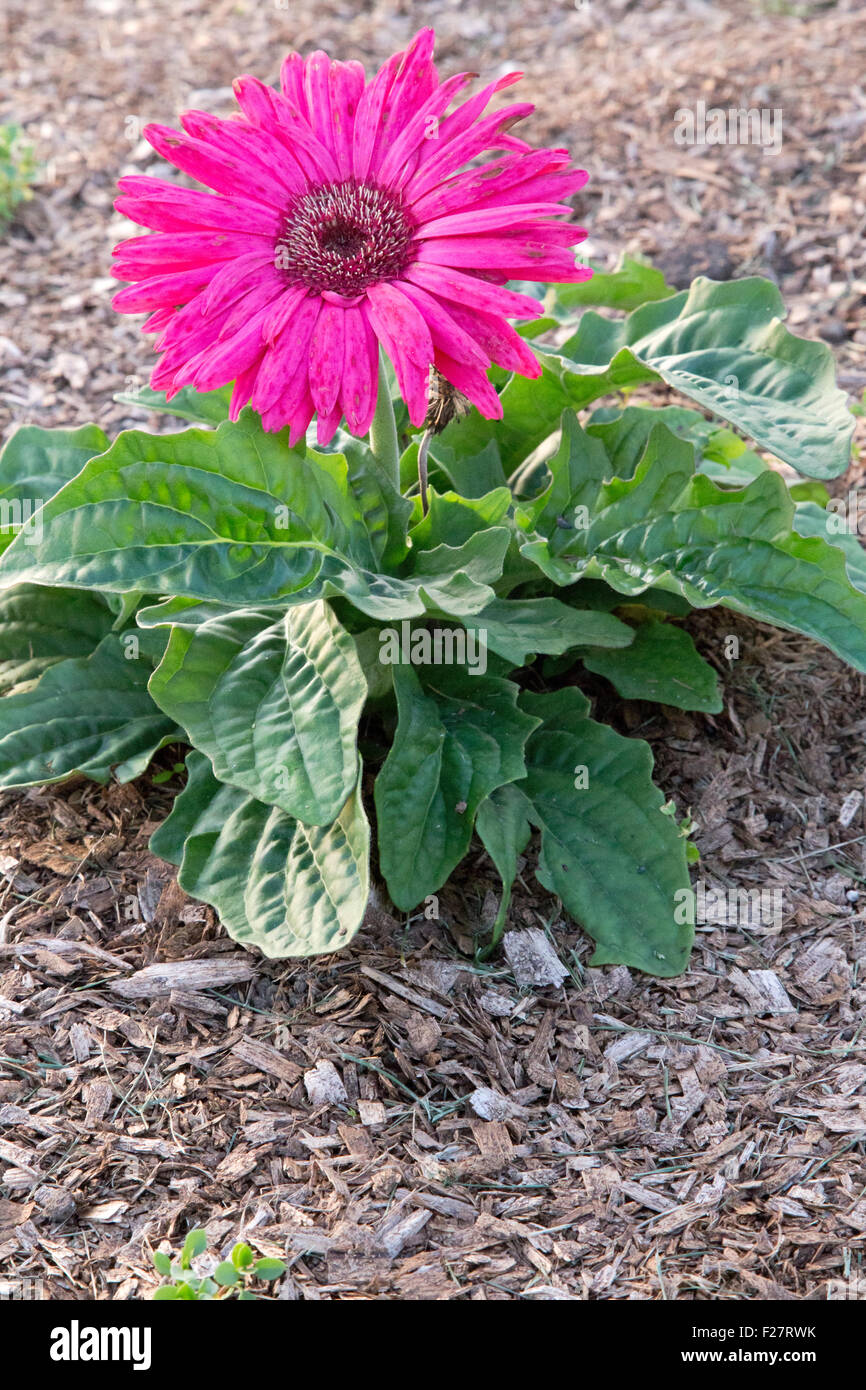 Pink gerber flower with mulch Stock Photo Alamy