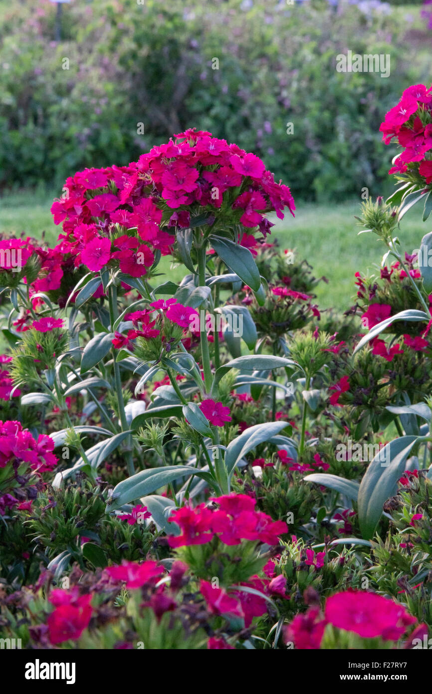Lots of pink flowers of Dianthus - Jolt Cherry Stock Photo