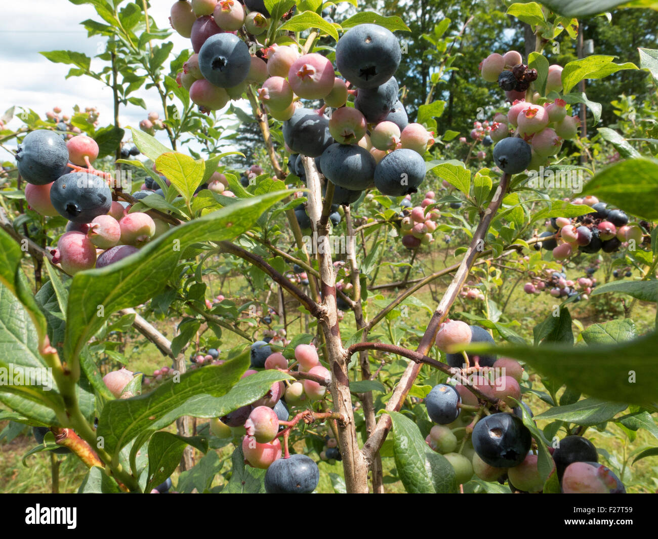 Bunch of blueberries with ripe and unripe berries growing in pick your own farm in      Florida, Massachusetts. Stock Photo