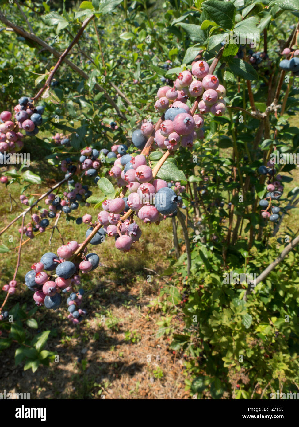 Bunch of blueberries with ripe and unripe berries growing in pick your own farm in      Florida, Massachusetts. Stock Photo
