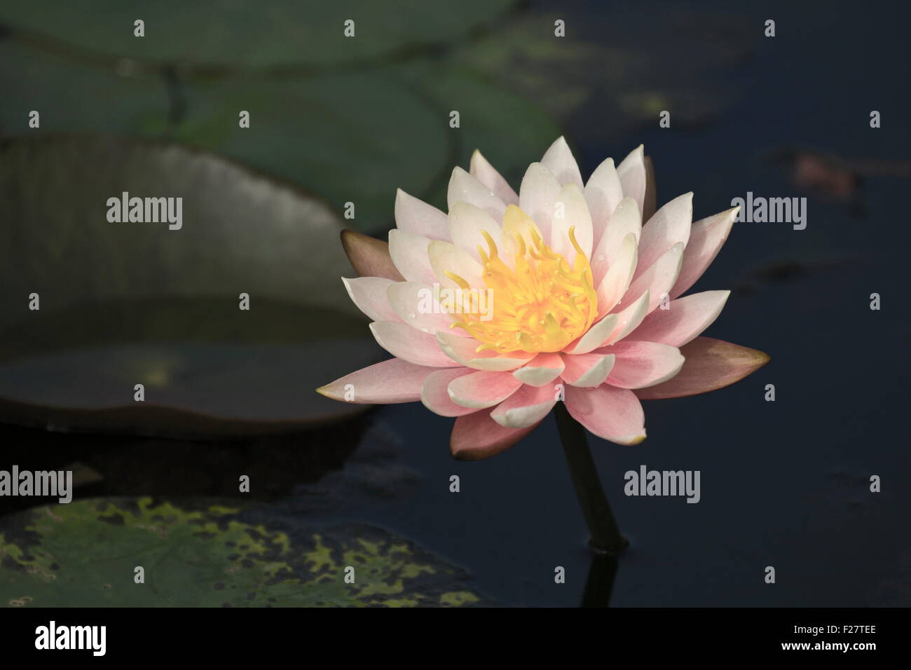 bloom white lotus in natural habitat Stock Photo Alamy
