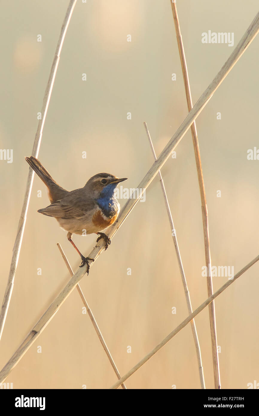 A blue-throat bird (Luscinia svecica cyanecula) display in the reeds to attract a female in mating season. Stock Photo