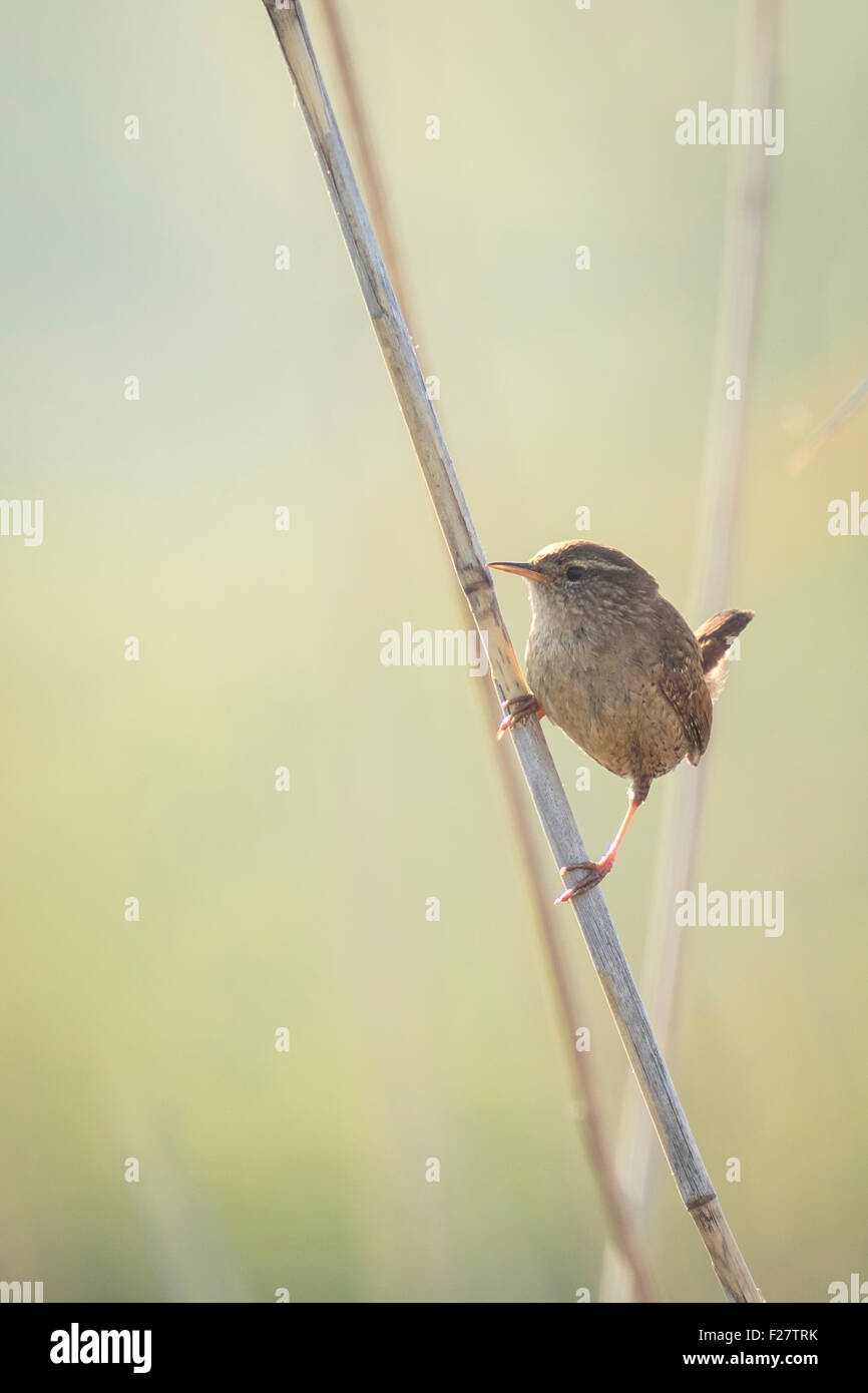 Eurasian Wren (Troglodytes troglodytes) bird singing in the reeds in mating season. Vertical composition with negative space. Stock Photo