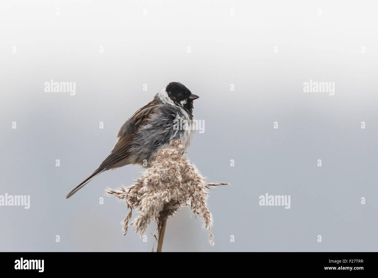 A common reed bunting Emberiza schoeniclus sings a song on a reed plume Phragmites australis. The reed beds waving due to strong Stock Photo