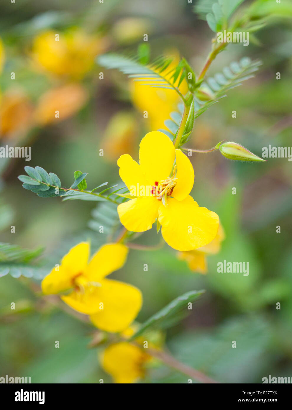 Partridge Pea Flower (Chamaecrista fasciculata) growing in a field Stock Photo